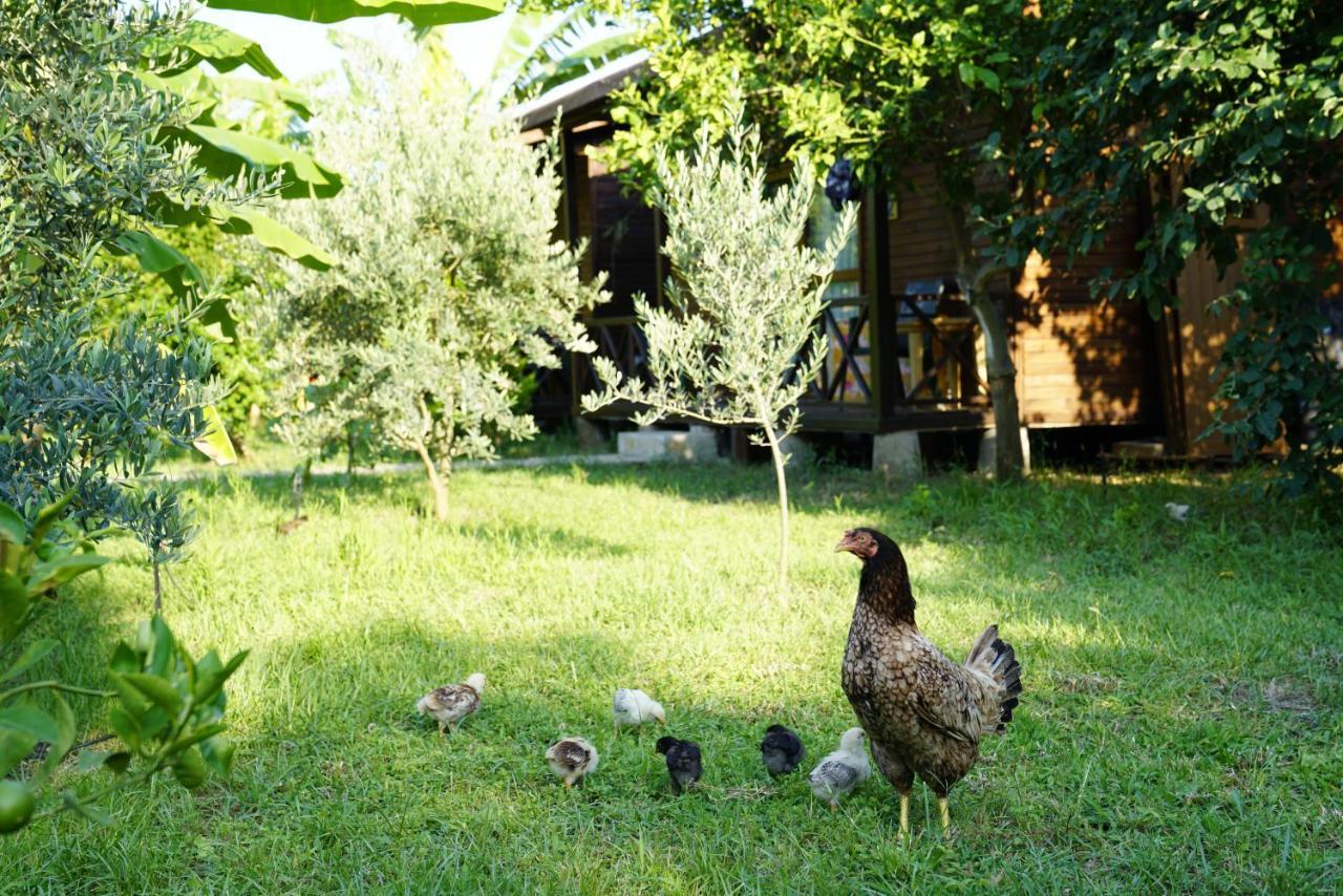 Serenity Bungalows Çıralı Zewnętrze zdjęcie